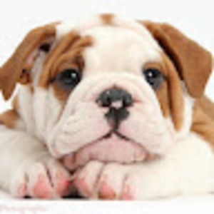 Meet your Posher, Beau